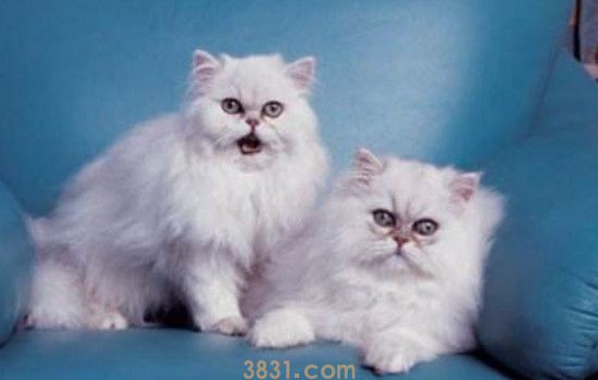 猫咪把人当妈妈的表现 你的猫咪把你当成妈妈了吗?(图1)