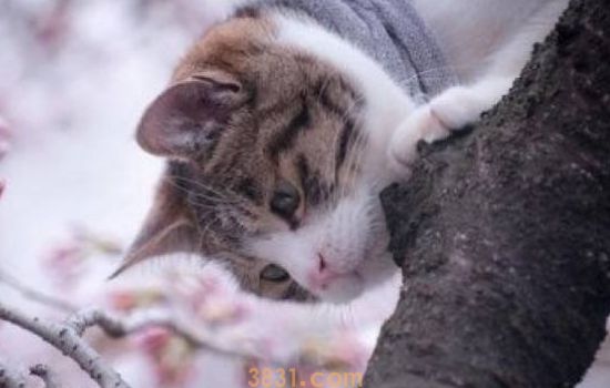 新生小猫不拉屎不撒尿怎么办 这个需要主人来帮忙!(图1)