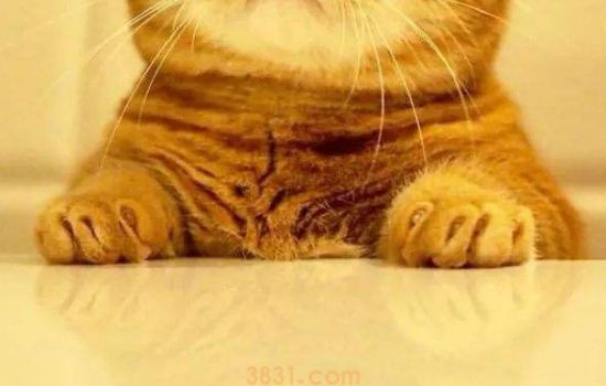 新生小猫不拉屎不撒尿怎么办 这个需要主人来帮忙!(图2)