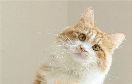没有猫妈妈的小猫怎么养 让我来教你(图1)