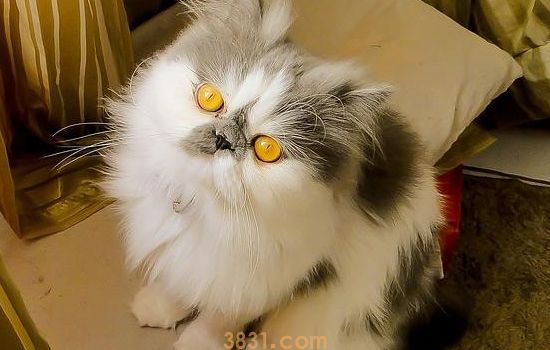 猫多大可以做绝育 猫咪最佳时间绝育竟然是第一次发情后(图2)
