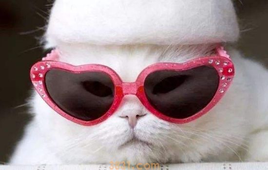 猫尿血什么原因引起的 这几个原因你得当心!(图1)