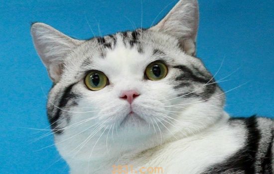 猫有鼻屎正常吗 让我教你如何清理!(图1)