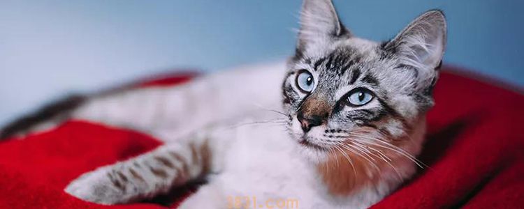 如何阻止猫上你的床 光训练还不够!(图1)