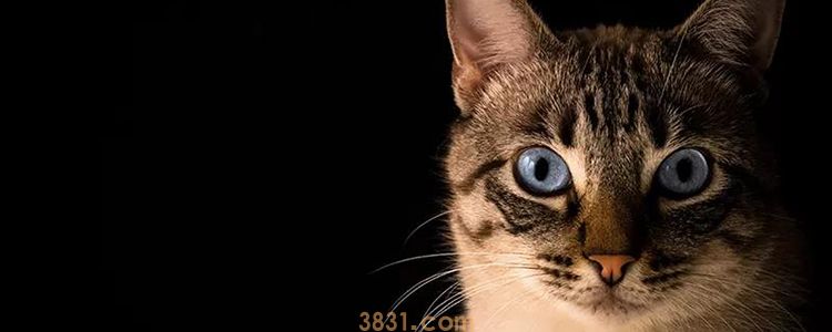如何判断猫是否怀孕 到怀孕后期可见胎动哦!(图1)