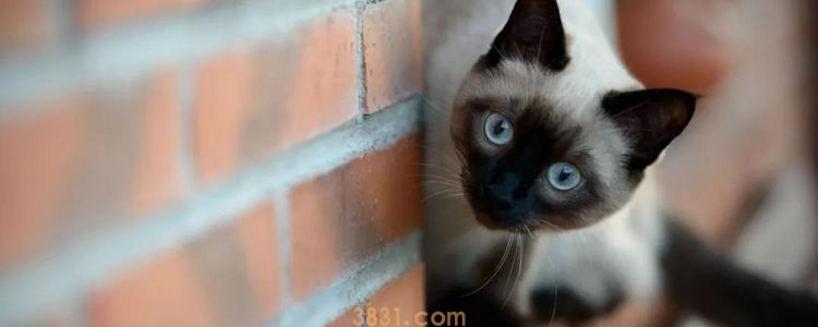 怎么办理猫咪飞机托运 简易版实用教程看这里!(图1)