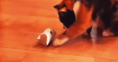 怎么逗猫玩 撸猫新手必看攻略!(图1)