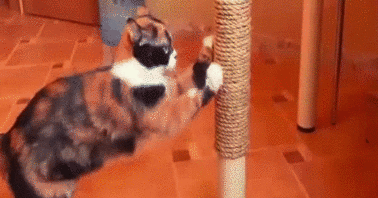 怎么逗猫玩 撸猫新手必看攻略!(图3)