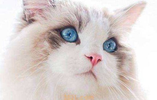 猫鼻气管炎是猫鼻支吗 看完你就知道了(图1)