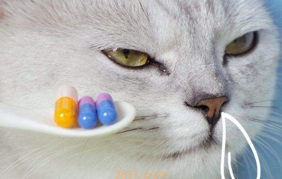 猫鼻支得过还会得吗? 答案可能要令你失望了..(图1)