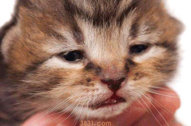 猫尿结石症状 如何预防猫咪尿结石?(图1)