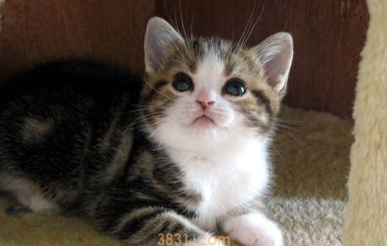 新手养猫攻略 给你准备最全面的新手养猫指南!(图1)