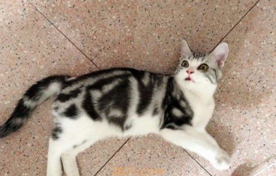 新手养猫攻略 给你准备最全面的新手养猫指南!(图3)