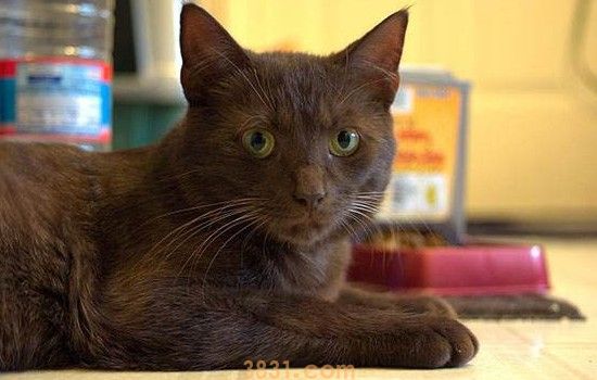 养猫必备药品清单 这些药品你都准备好了吗?(图1)