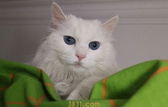 猫咪寄养后遗症 这些在寄养之后还是需要注意一点!(图1)