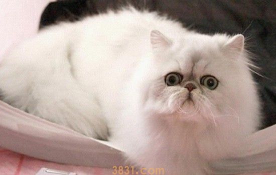 猫咪寄养后遗症 这些在寄养之后还是需要注意一点!(图3)