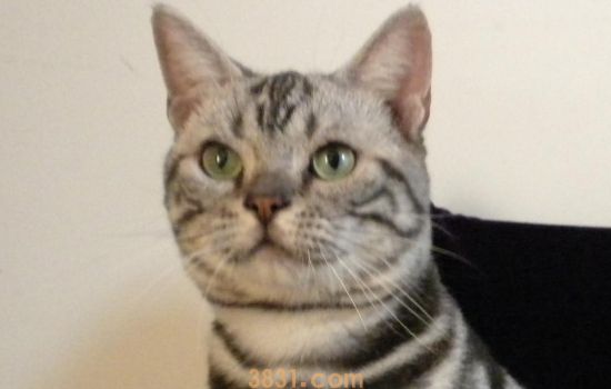 猫不绝育会一直发情吗 发情的猫应该注意哪些问题(图1)