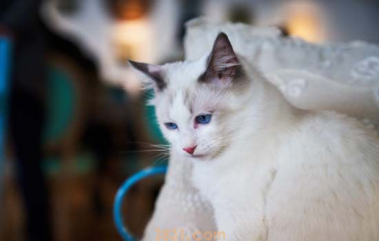 猫不绝育会一直发情吗 发情的猫应该注意哪些问题(图2)