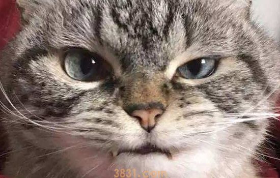猫绝育影响脸发育吗 发腮跟绝育真的有关系吗?(图1)