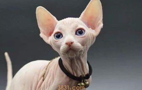 猫产后抽搐怎么回事 一定要尽快治疗!(图2)
