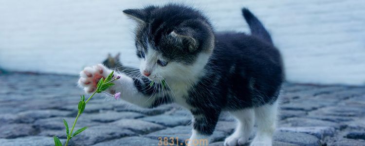 猫吃化毛膏有什么作用 什么时候应该喂?(图1)