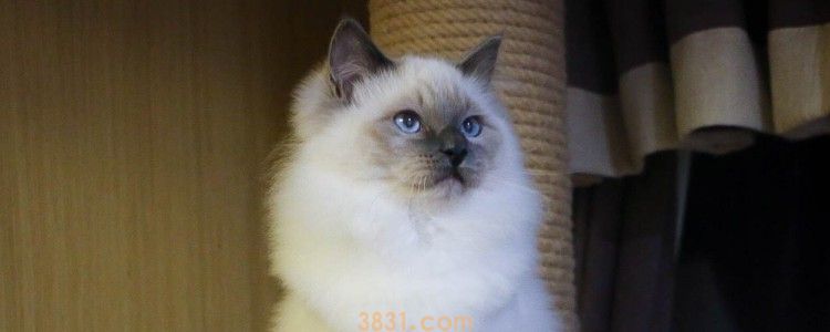 5个月大的猫咪吃多少 猫咪吃饱的时候会给你提示的!(图1)