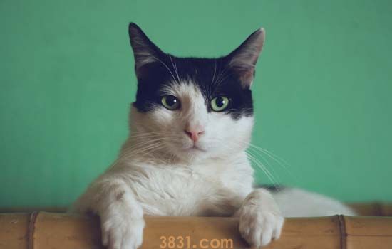 猫绝育多少钱 上门绝育靠谱吗?(图3)