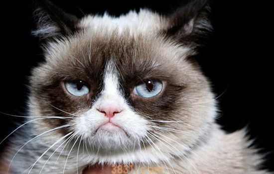 猫做完绝育手术后注意事项 这些都要拿小本本记住哦!(图2)