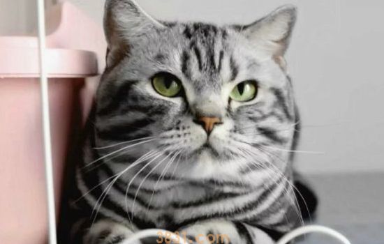 猫不绝育可以吗 由主人自己决定!(图1)