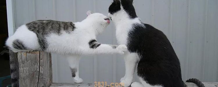 刚接回家的猫咪一直叫 应如何安抚(图1)