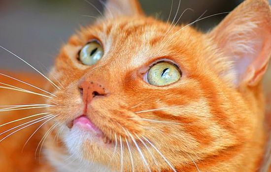 猫绝育手术后要喂营养膏吗 绝育术后的护理事项(图2)