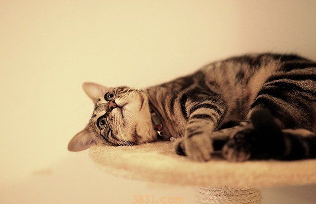 猫拉血便怎么回事 幼猫血便一定要警惕猫瘟!(图1)