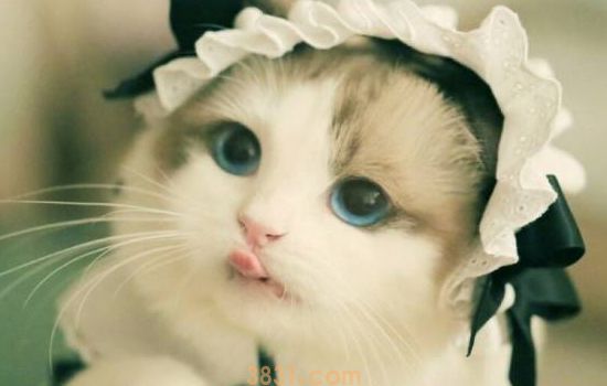 猫绝育会死吗 有风险,但很小!(图1)