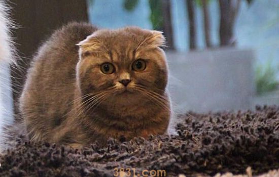 猫做绝育疼吗 绝育前需要准备什么?(图1)