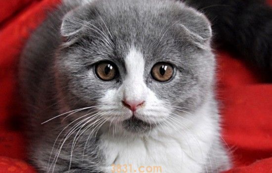 猫咪的黑下巴 猫咪黑下巴的情况都知道了吗?(图1)