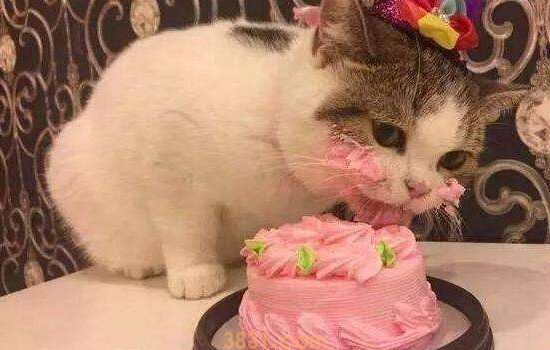 猫牙黄怎么办 一定要多给猫咪刷牙哦!(图2)