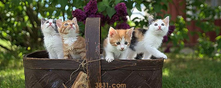 猫为什么总是舔自己屁股 你有定期给它做驱虫吗?(图1)