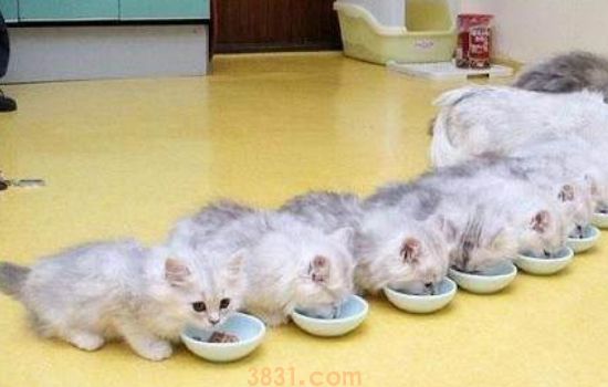 猫绝育是把蛋蛋切了么 猫咪绝育术前术后的准备(图1)