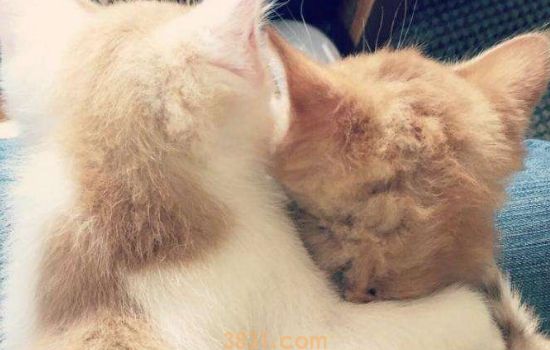 猫绝育是把蛋蛋切了么 猫咪绝育术前术后的准备(图2)