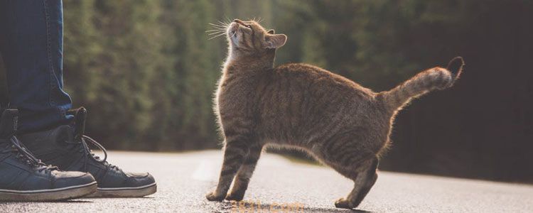 猫长大了就不粘人了 能改变吗?(图1)