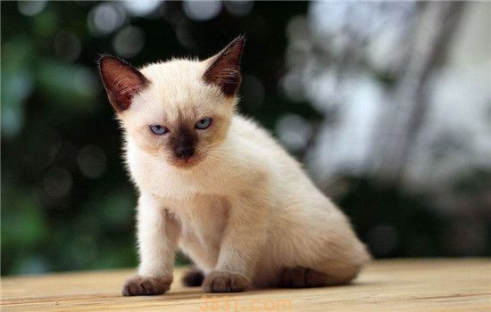 两个月的暹罗猫咬人 不要让猫咪养成坏习惯哦!!(图2)