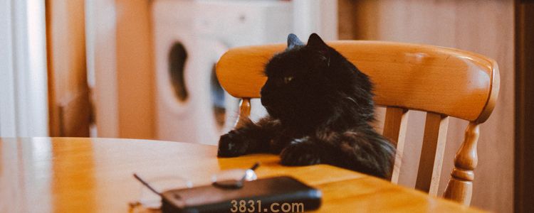 猫冬天吃东西吃的多还是少 冬季喂食掌握这几点原则(图1)