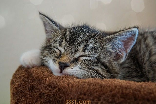 猫冬天一直睡觉 是正常的吗?(图1)
