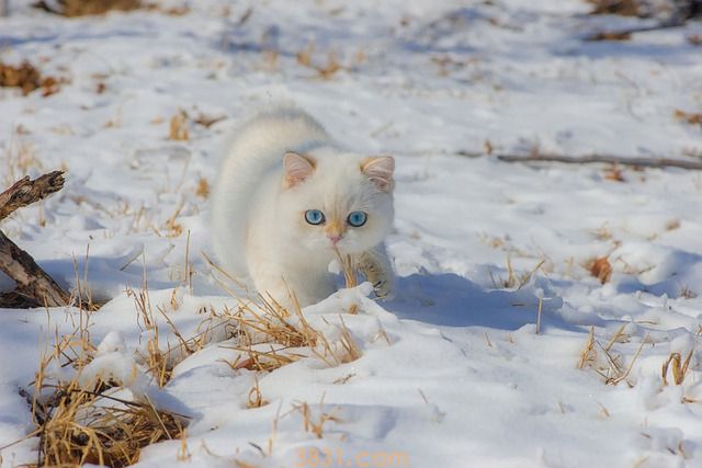 猫冬天要穿衣服吗(图1)