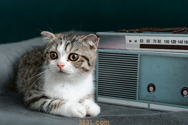 猫冬天需要窝吗 如何挑选一个适合又舒适的猫窝(图1)