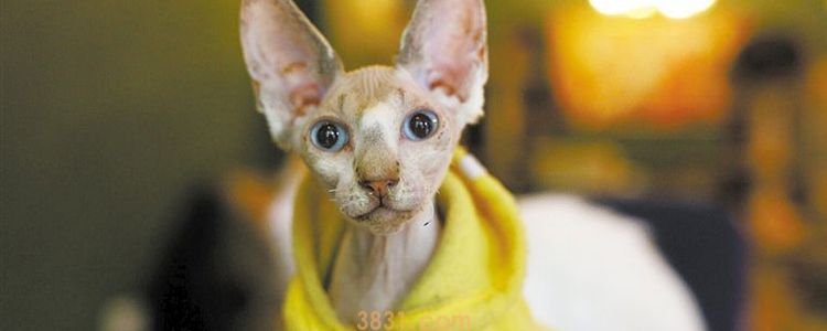 猫冬天需要穿衣服吗? 哪些猫需要穿衣服?(图1)