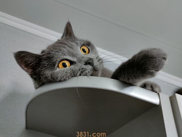 猫冬天爱睡觉吗(图1)