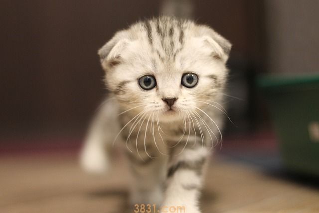 猫冬天可以穿衣服吗(图1)