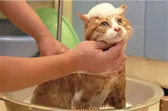 猫冬天可以洗澡吗 这样给猫洗澡不会生病(图1)