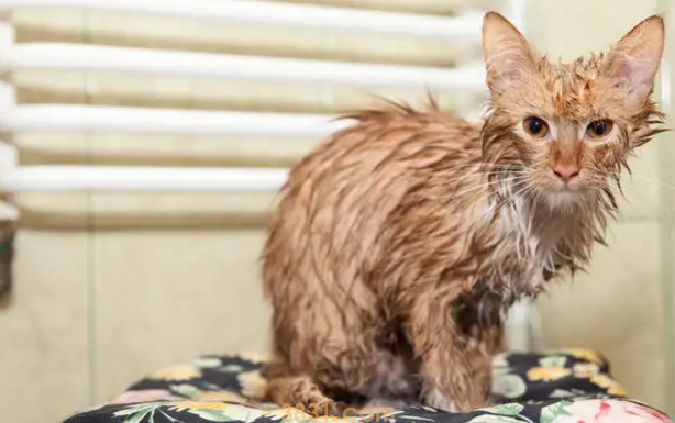 猫冬天可以洗澡吗 这样给猫洗澡不会生病(图2)